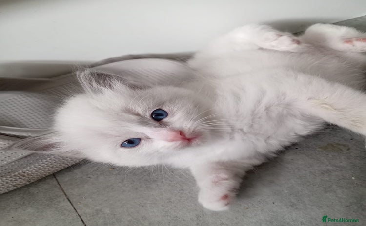 Ragdoll cats - Advert 10