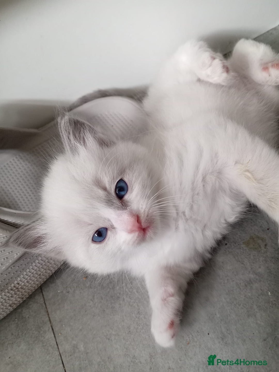 Ragdoll cats for sale: 6 ragdoll kittens  - Image 1