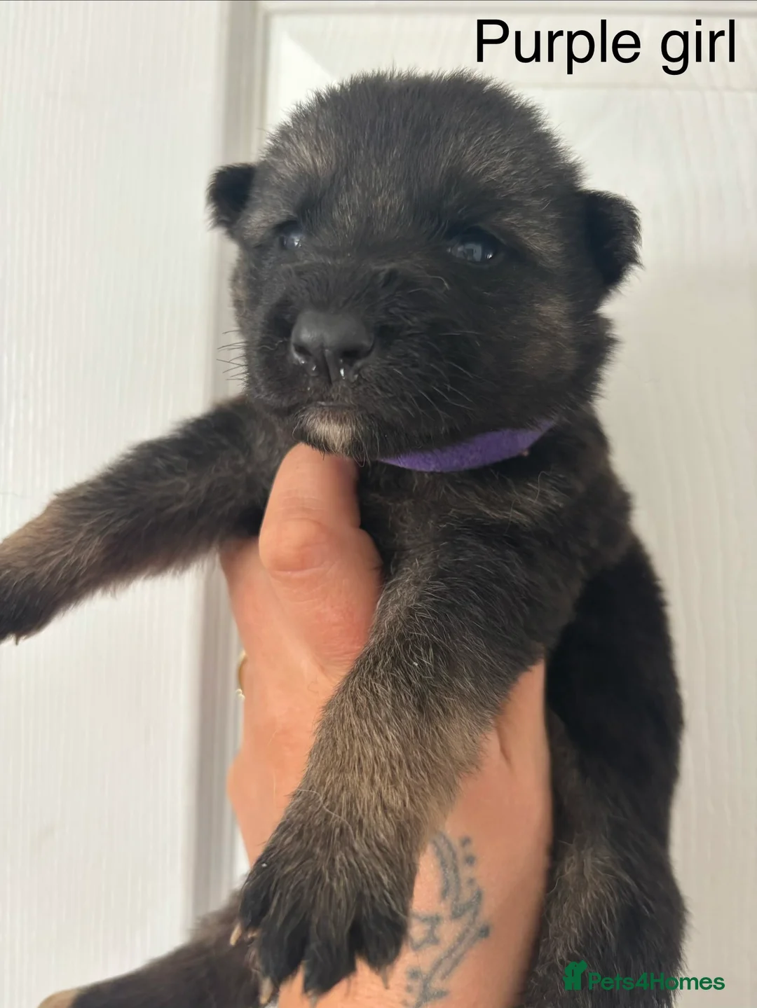 German Shepherd dogs for sale: BEAUTIFUL GERMAN SHEPHERD PUPPIES AVAILABLE  - Advert 2