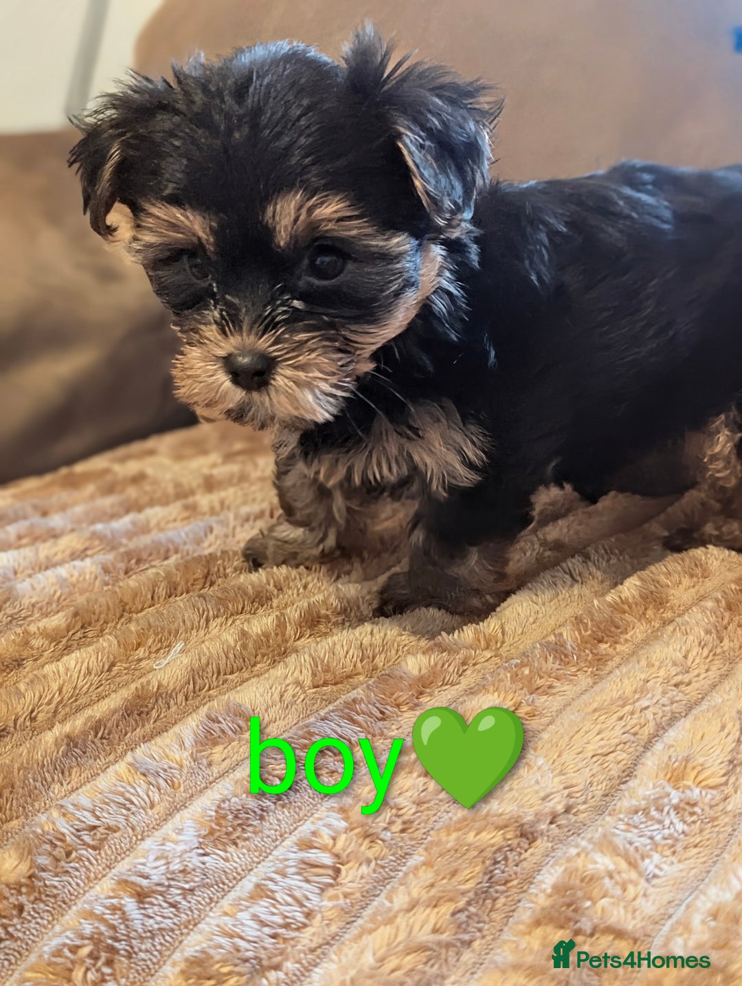 Yorkshire Terrier dogs for sale: Adorable Yorkshire terrier puppy available  - Advert 11