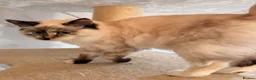 Siberian cats for sale: Full breed Siberian kittens ready now! - Advert 2