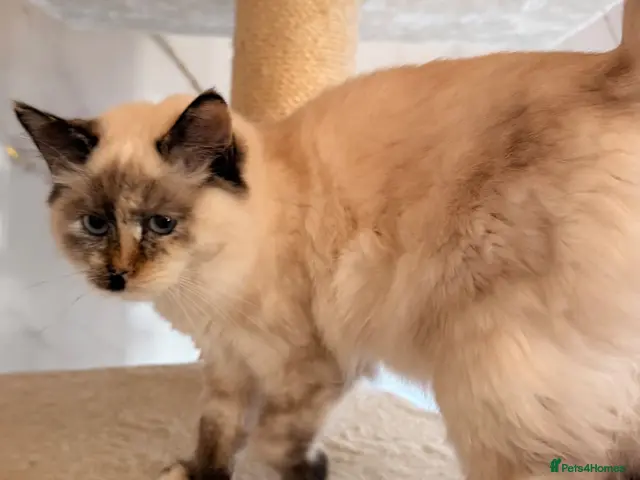 Siberian cats for sale: Full breed Siberian kittens ready now! - Advert 2
