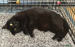 Domestic Shorthair cats for adoption: Midnight 🖤 - Image 6