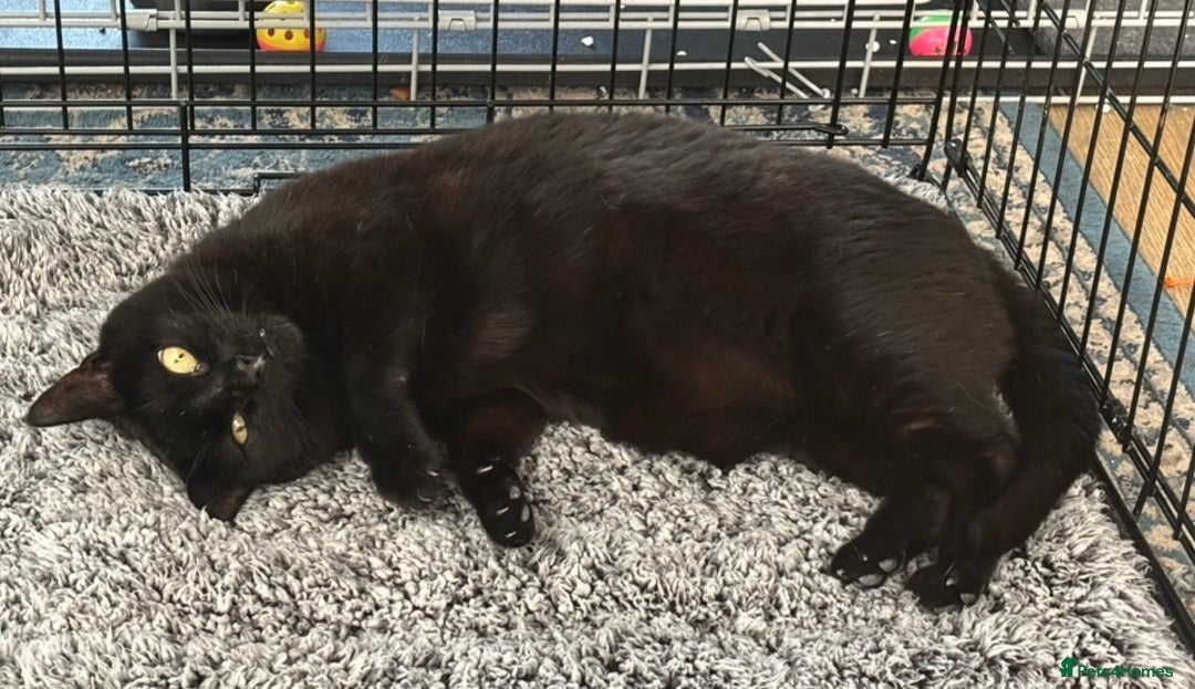 Domestic Shorthair cats for adoption: Midnight 🖤 - Image 6