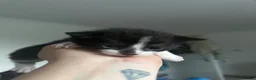 Domestic Shorthair cats for sale: 3 kittens for sale in Bexhill-on-Sea - Advert 8