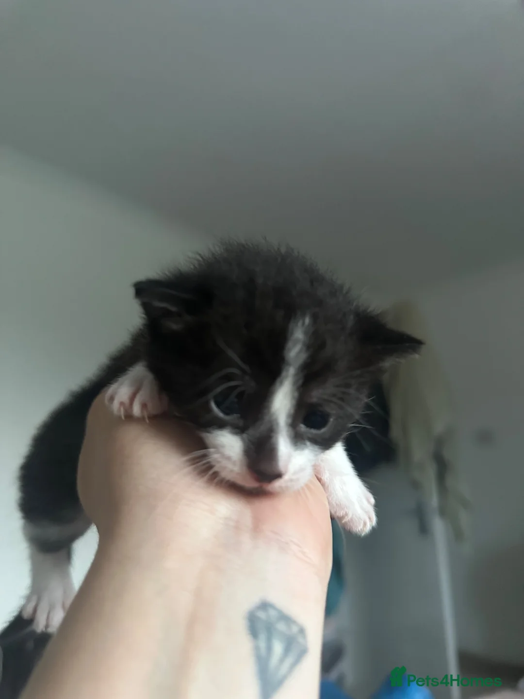 Domestic Shorthair cats for sale: 3 kittens for sale in Bexhill-on-Sea - Advert 8