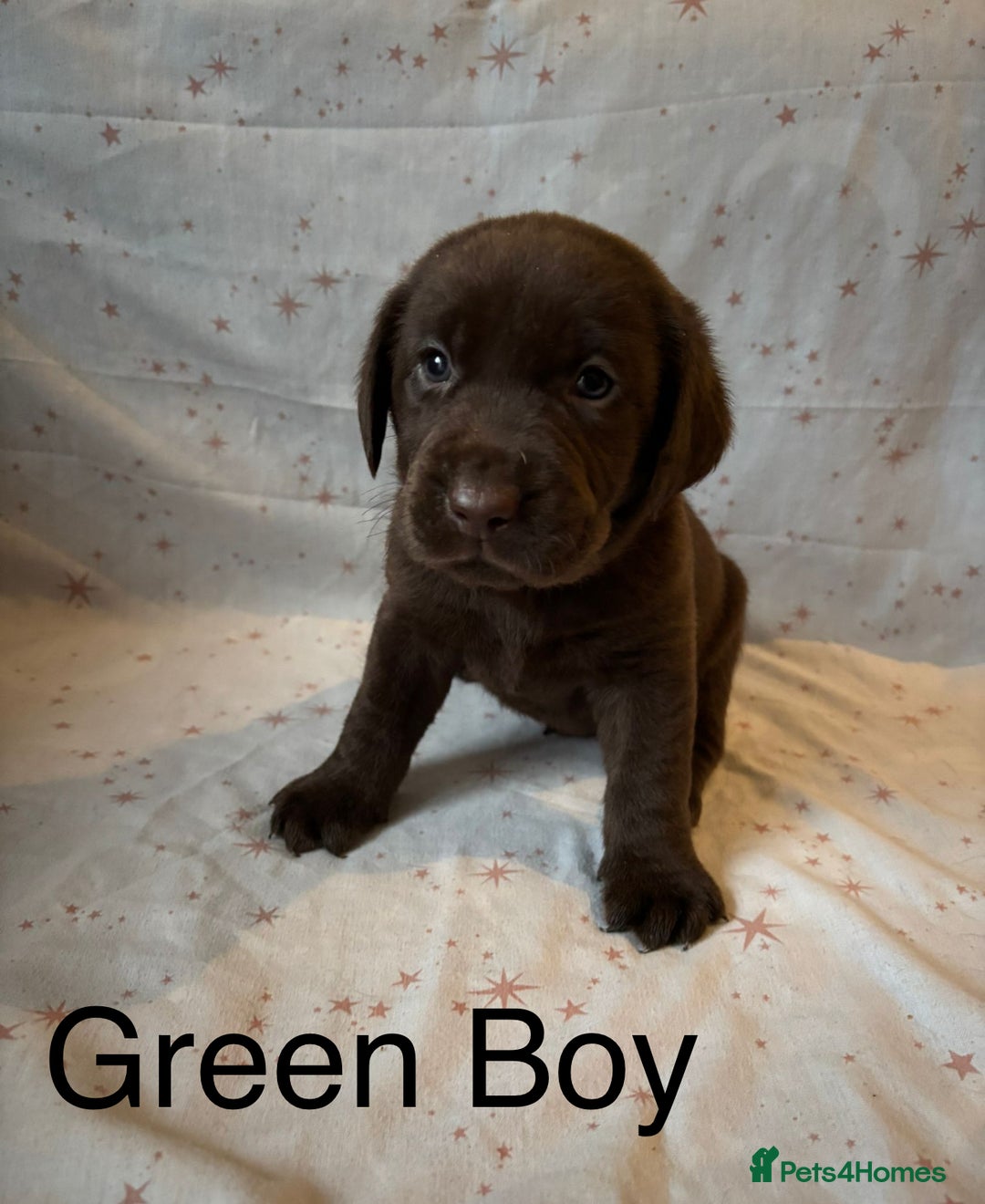 Labrador Retriever dogs for sale: Beautiful KC Chocolate Labrador Retriever puppies - Advert 11