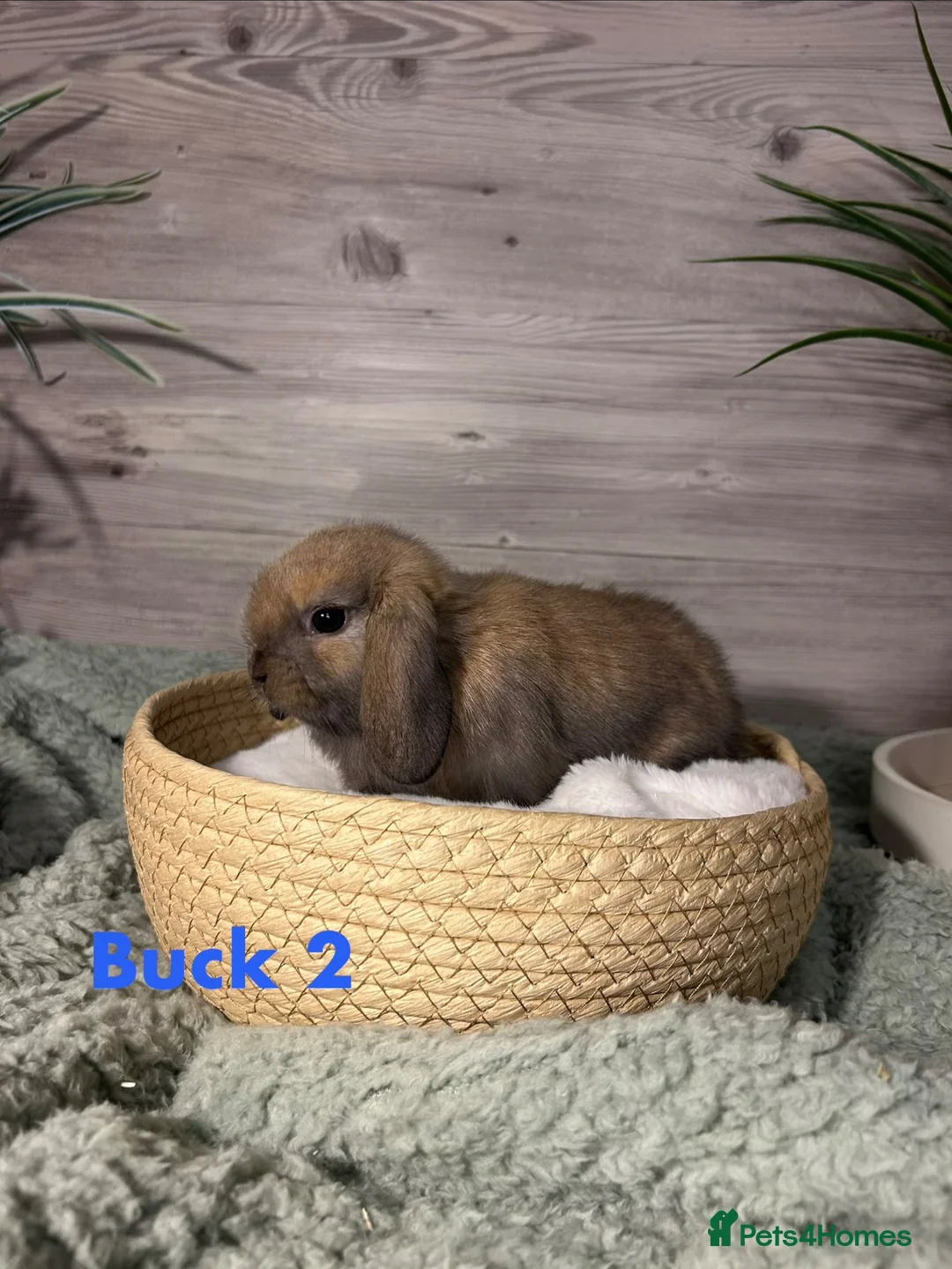 Mini Lop rabbits for sale: Beautiful Purebred Mini Lop Kits - For RESERVATION - Advert 2