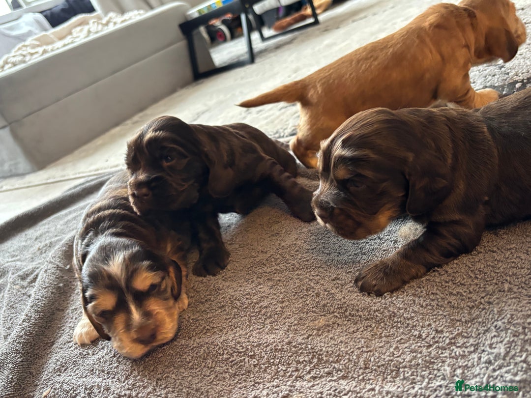 Cocker Spaniel dogs for sale: 🐾[Simbawood Lines]KC Show Cocker Spaniels🐾 - Advert 23