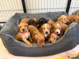 Cocker Spaniel dogs - Advert 2