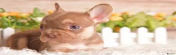 French Bulldog dogs for sale: Kc registered chocolate and tan frenchies - Advert 16