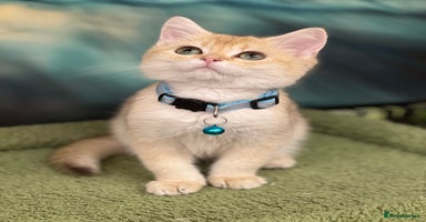 British Shorthair cats - Advert 14