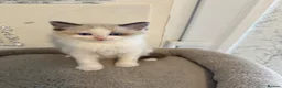 Ragdoll cats for sale: Beautiful Ragdoll Kittens - Advert 22