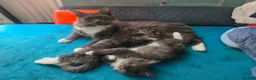 Ragcoon cats for sale: Beauty two boys looking for forever home - Advert 2