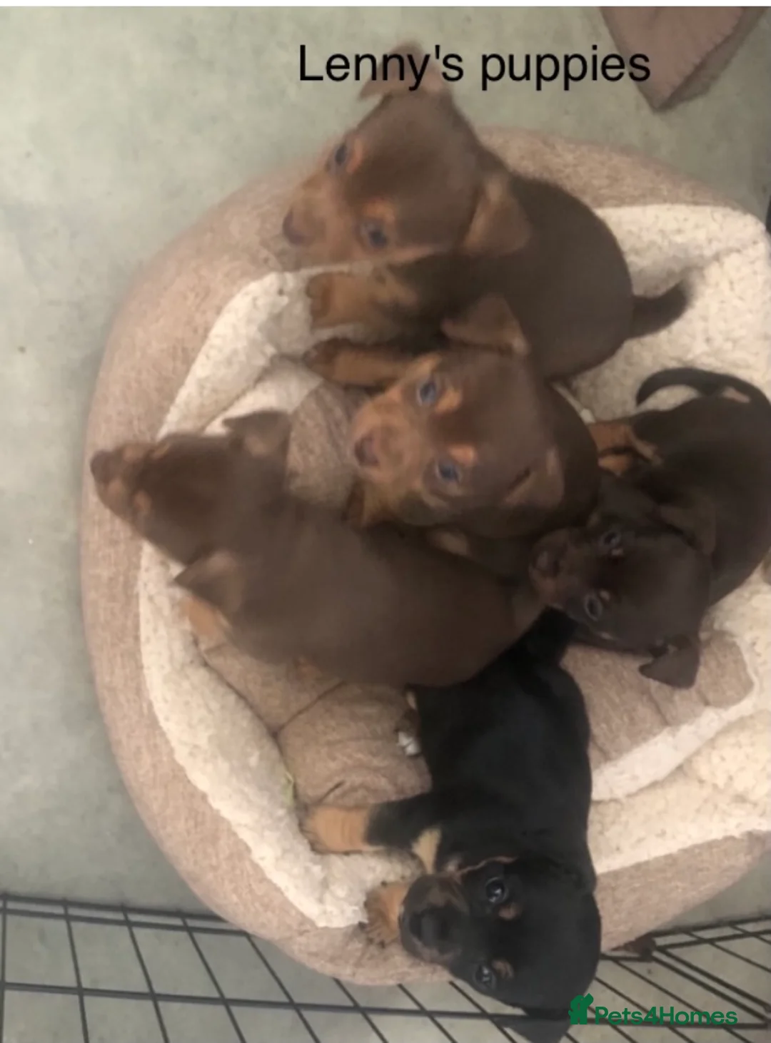 Jack Russell dogs for stud: Lenny Son of Much Wenlock Louie in Wokingham - Advert 13