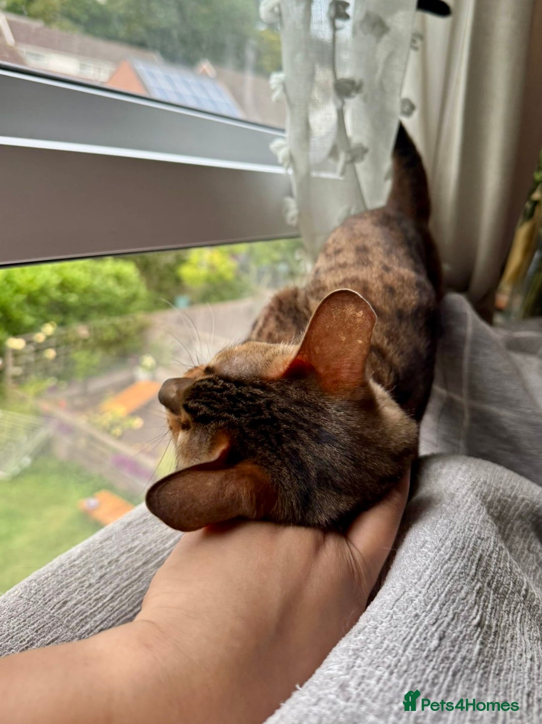 Bengal cats for sale: Sweet bengal looking for her quiet, forever home - Advert 3