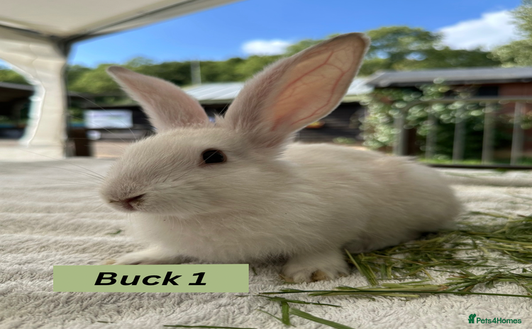 Continental Giant rabbits - Advert 1