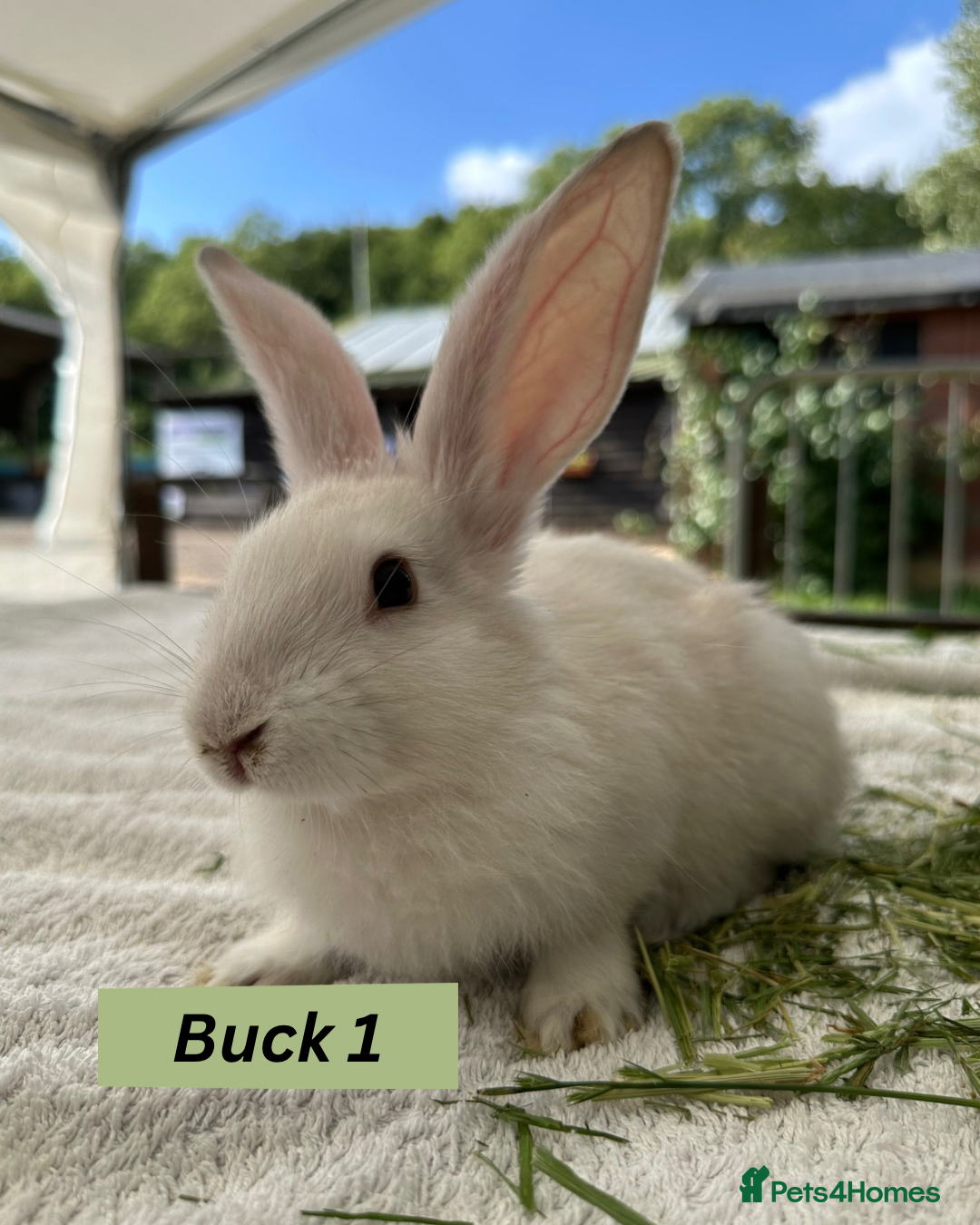 Continental Giant rabbits for sale: Handsome Giant Continental Bucks🐰💙 - Image 1