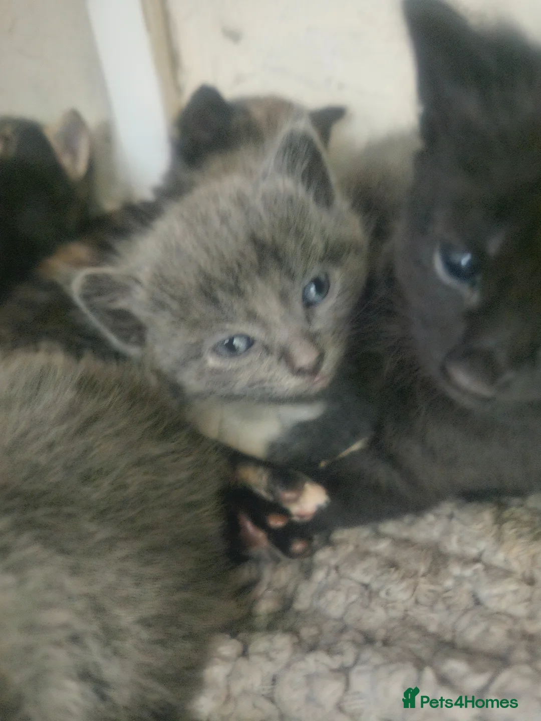 Mixed Breed cats for sale: 2 beautiful grey kittens  - Advert 6