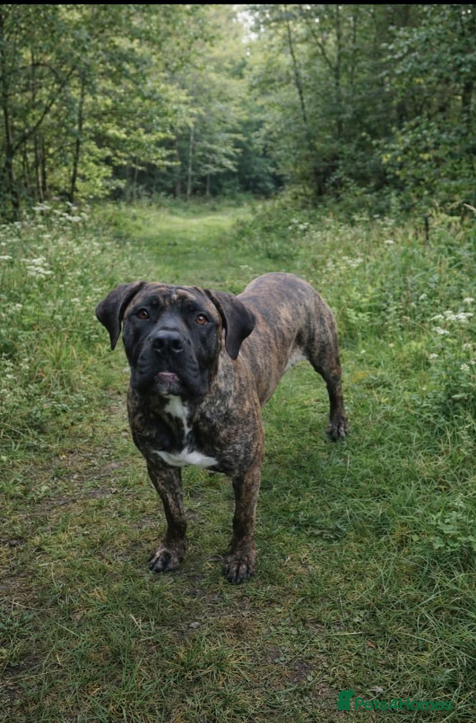 Boerboel dogs Beautiful female Boerboel for sale  - Advert 1