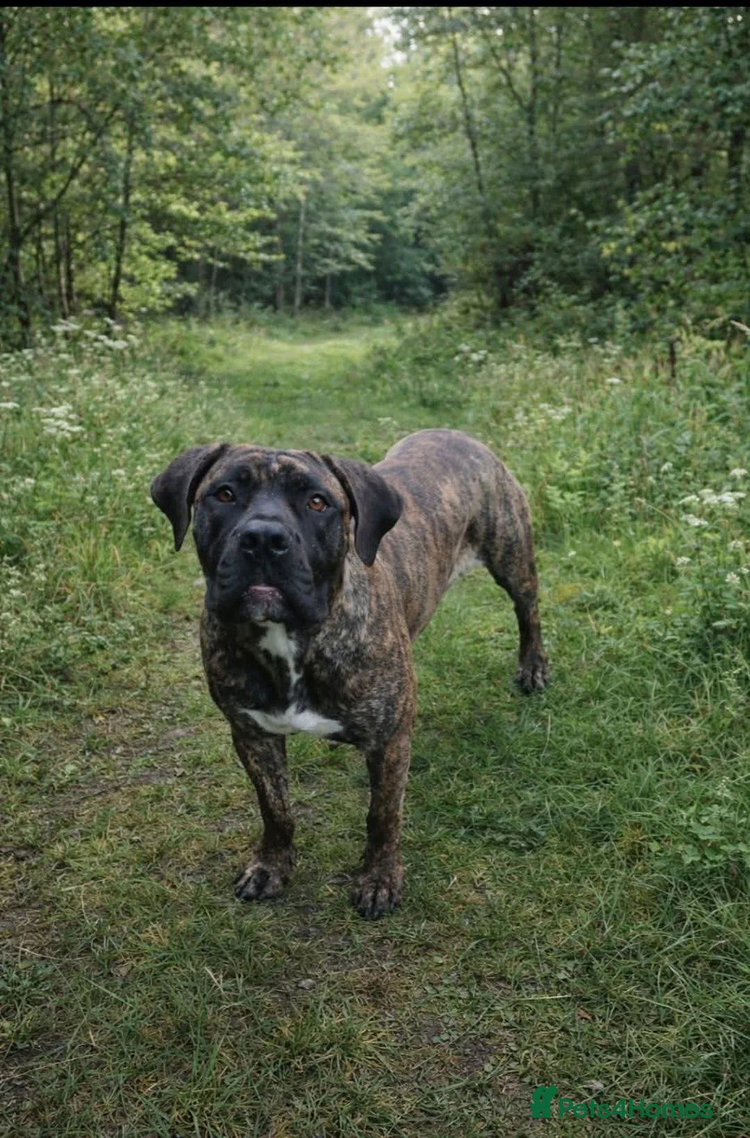 Boerboel dogs for sale: Beautiful female Boerboel for sale  - Advert 1