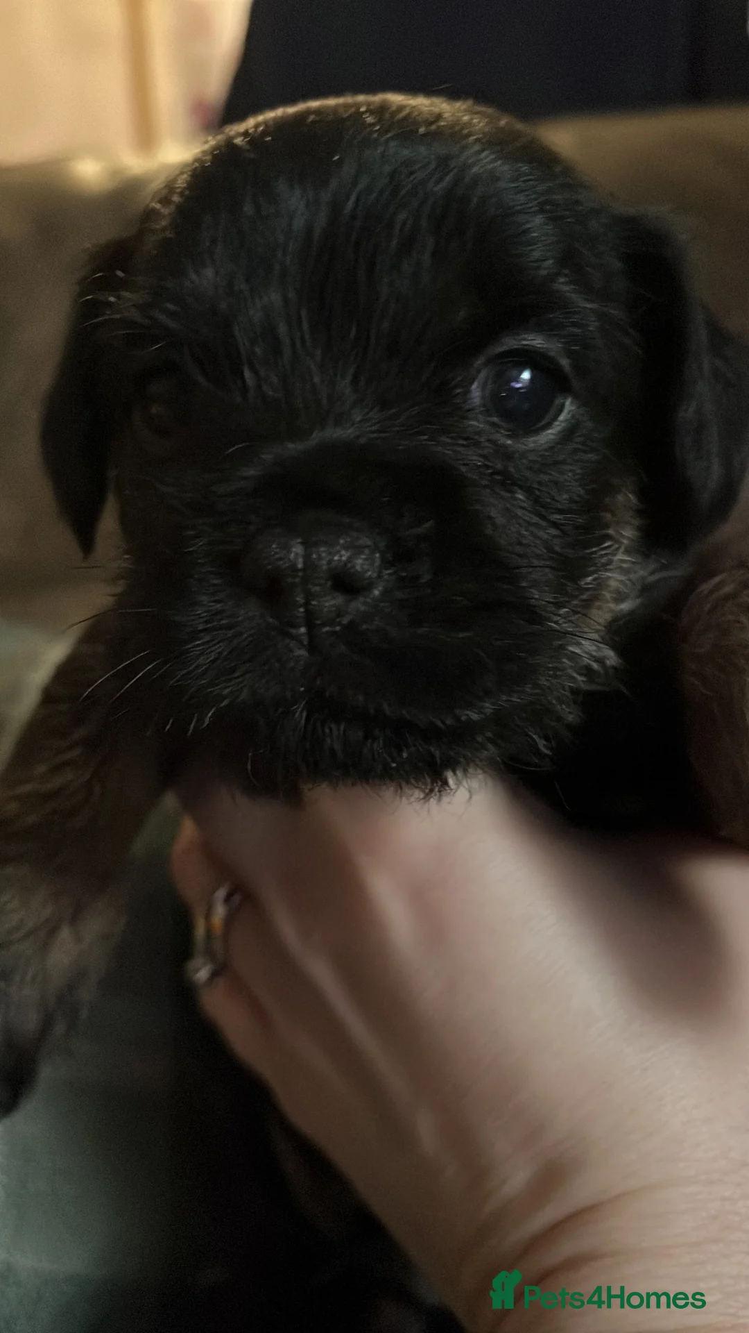 Border Terrier dogs for sale: Pedigree border terrier puppies - Advert 4