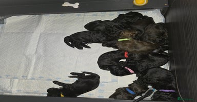 Shihpoo dogs Adorable Shihpoo's Looking for Forever Home 🐶🐾 - Advert 10