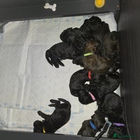 Shihpoo dogs Adorable Shihpoo's Looking for Forever Home 🐶🐾 - Advert 10