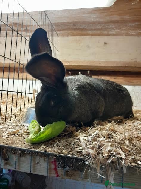 Continental Giant rabbits continental giant rabbit boy 12 weeks old  - Advert 2