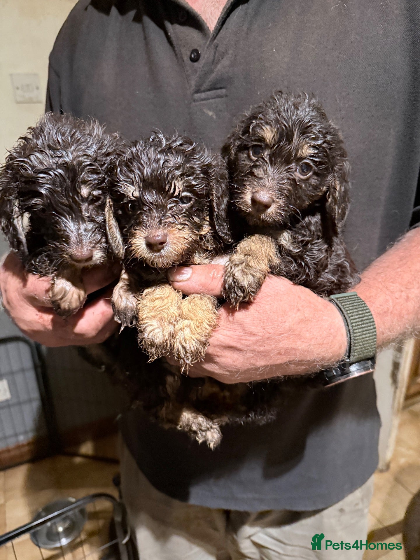 Cockapoo dogs Beautiful choc tan phantom cockapoos  - Advert 1