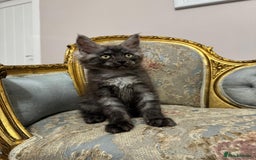 Maine Coon cats for sale: Maine Coon Kittens with Elite Heritage 🌟🌟🌟🌟🌟 - Image 12