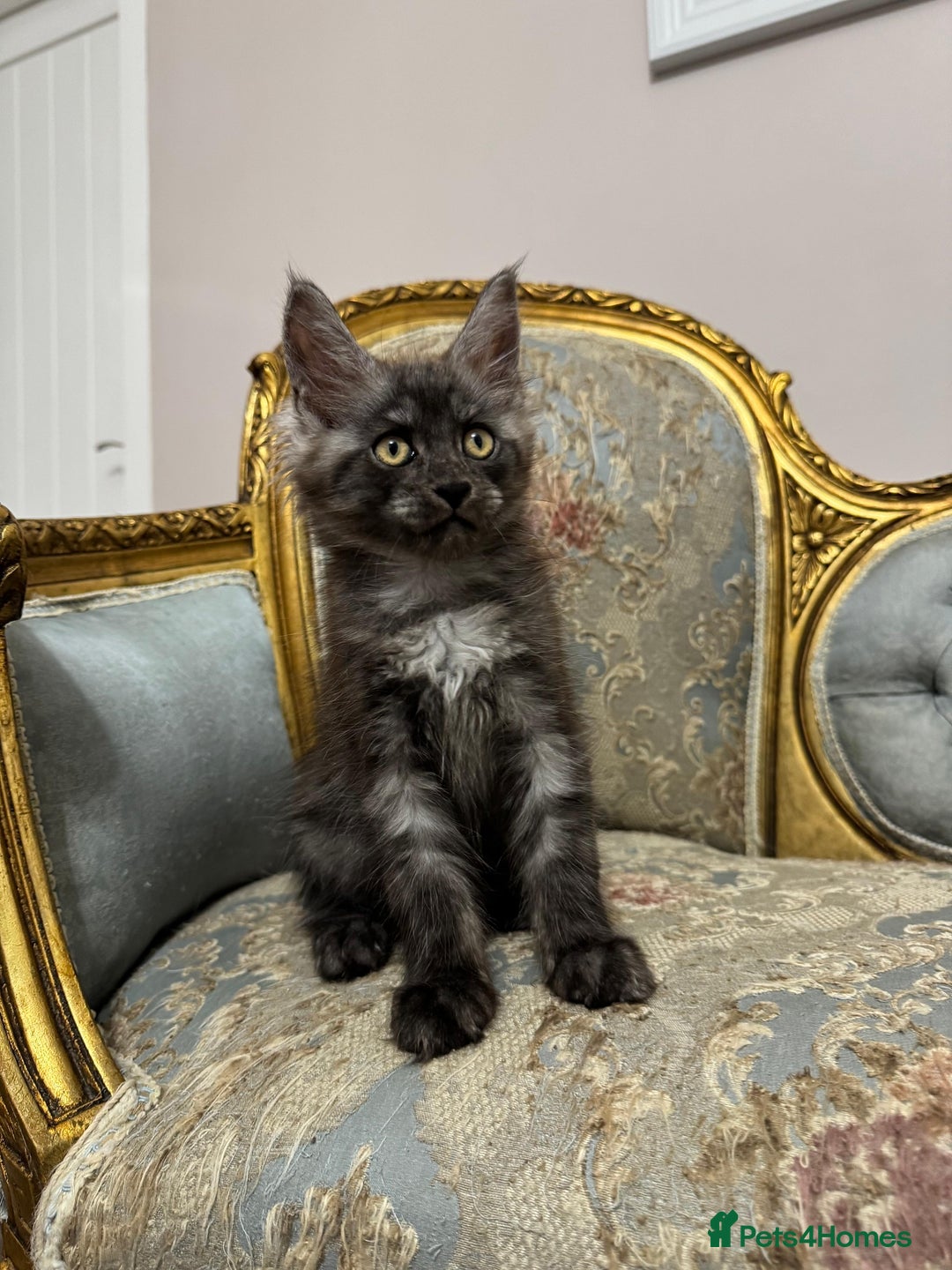 Maine Coon cats for sale: Maine Coon Kittens with Elite Heritage 🌟🌟🌟🌟🌟 - Image 12