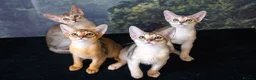 Abyssinian cats for sale: Silver Abyssinian Boy-READY NOW-Champion Line - Advert 23