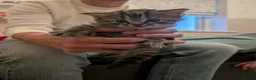 Mixed Breed cats for sale: Beautiful Healthy Kittens Ready for Loving Homes in Swindon - Advert 6