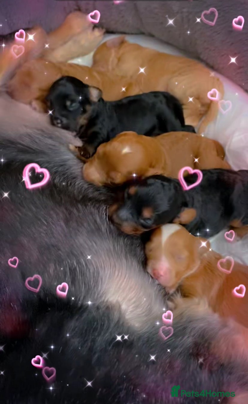 Cockapoo dogs F1b cockapoo video call viewings available  - Advert 13