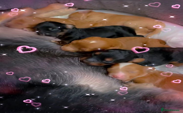 Cockapoo dogs F1b cockapoo born 11th Nov 25 - Advert 13