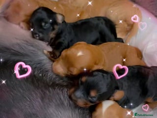 Cockapoo dogs F1b cockapoo born 11th Nov 25 - Advert 17