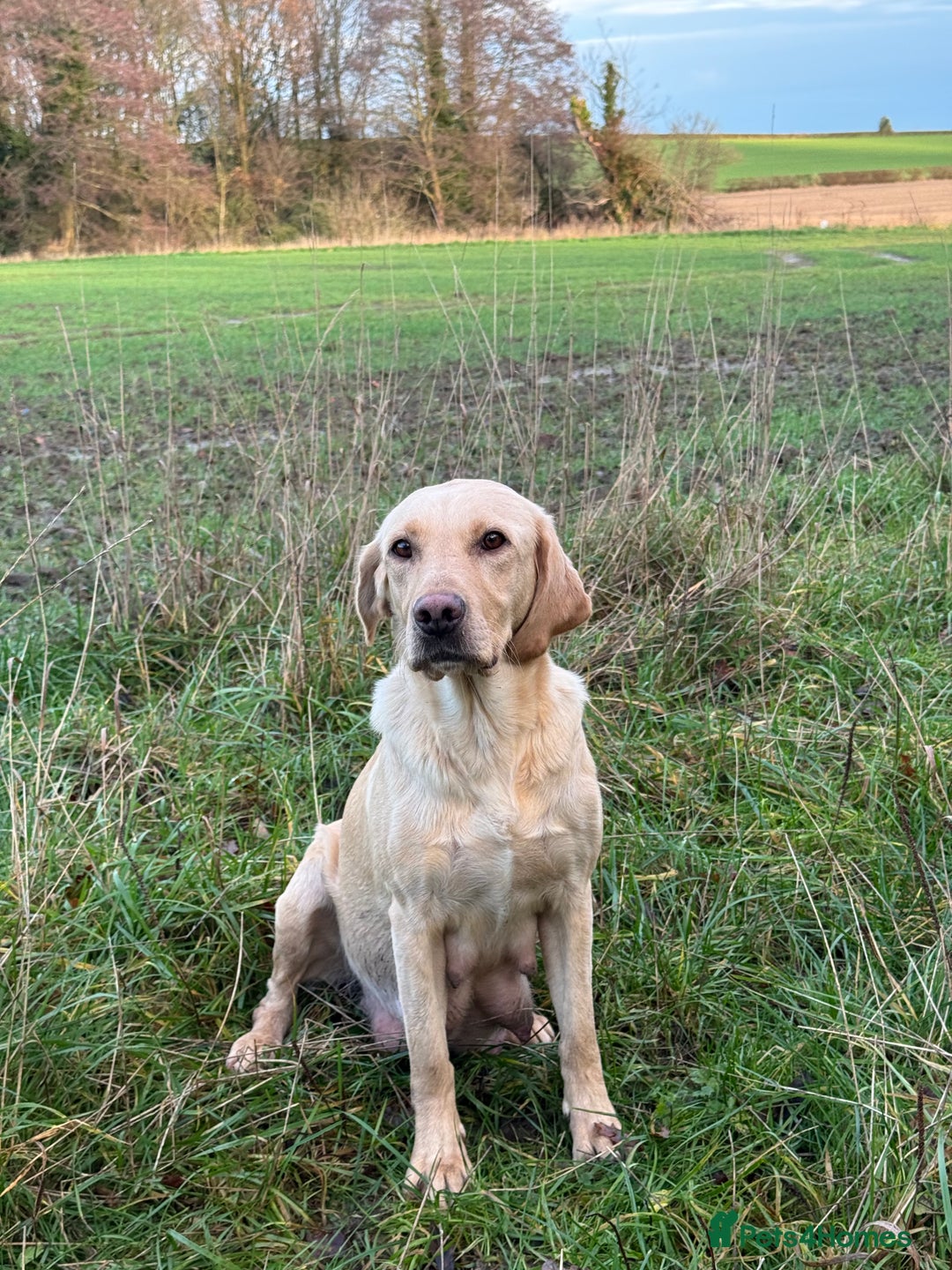 Labrador Retriever dogs for sale: Amazing KC Labradors fully health tested parents  - Advert 7