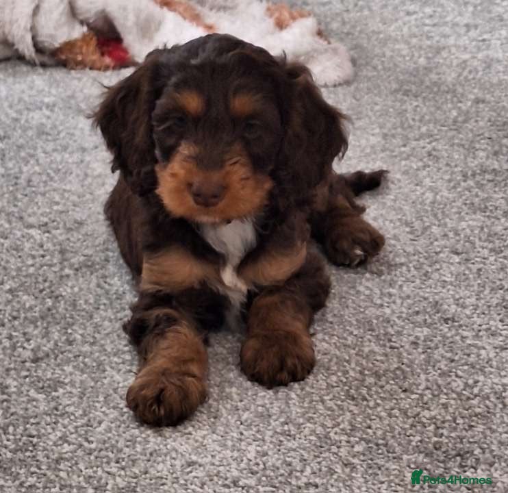 Mixed Breed dogs Merle Cocker cross jackapoo puppies - Advert 11