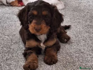 Mixed Breed dogs Merle Cocker cross jackapoo puppies - Advert 11