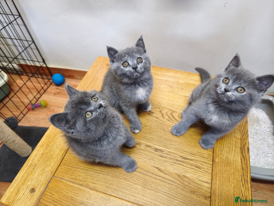 British Shorthair cats for sale: British Shorthair Kittens Imported Parents  - Advert 16