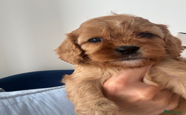 Cavapoo dogs - Advert 4