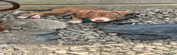 American Bully dogs for sale: American pocket bully  - Advert 6