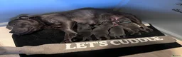 Staffordshire Bull Terrier dogs for sale: STUNNING BLUE STAFFY PUPPIES - Advert 14