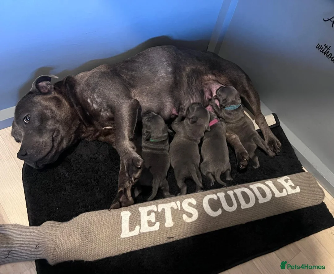 Staffordshire Bull Terrier dogs for sale: STUNNING BLUE STAFFY PUPPIES - Advert 14