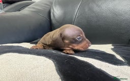 Miniature Dachshund dogs for sale: Champion line miniature Dachshunds KCREG PRACLEAR  - Image 26