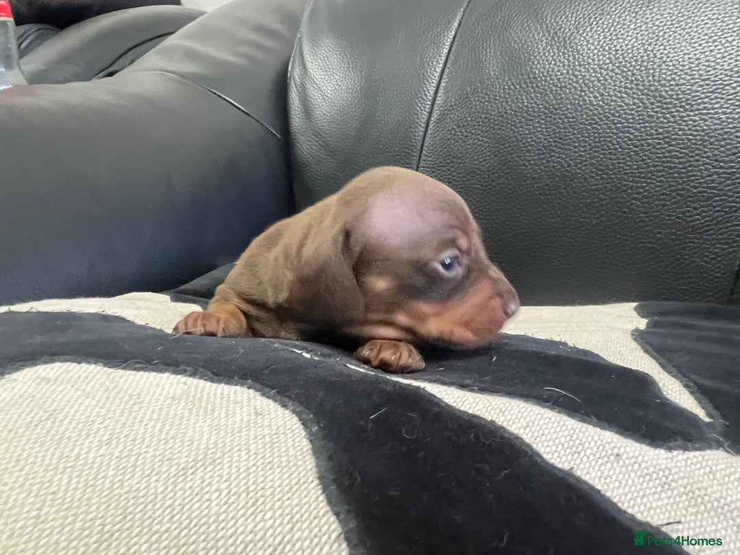 Miniature Dachshund dogs for sale: Champion line miniature Dachshunds KCREG PRACLEAR  - Image 26