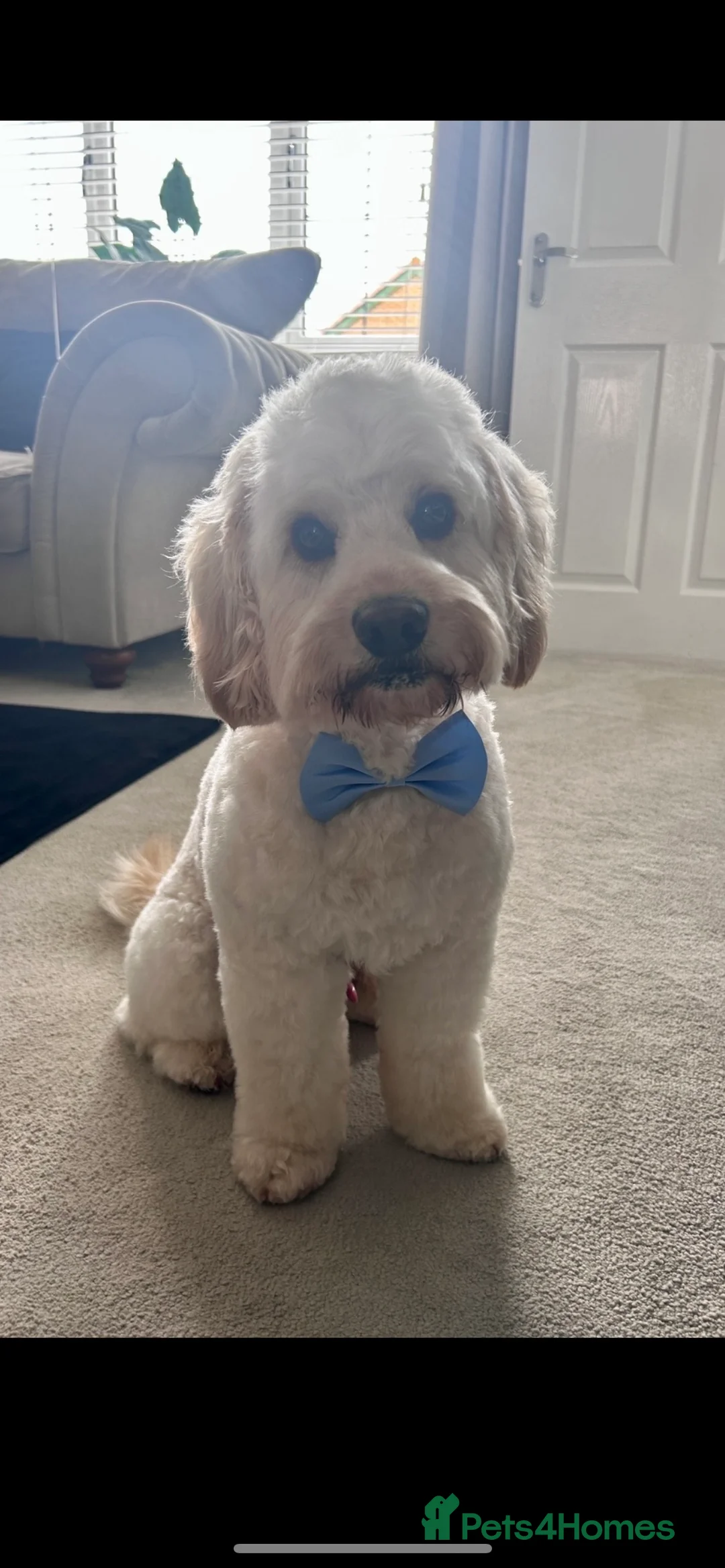 Cockapoo dogs for stud: Beautiful apricot cockapoo for stud in Hartlepool - Advert 12