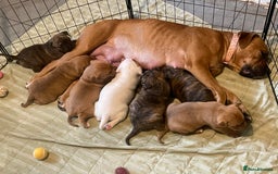 Mixed Breed dogs for sale: Bullmastiff x mixed breed  - Image 1