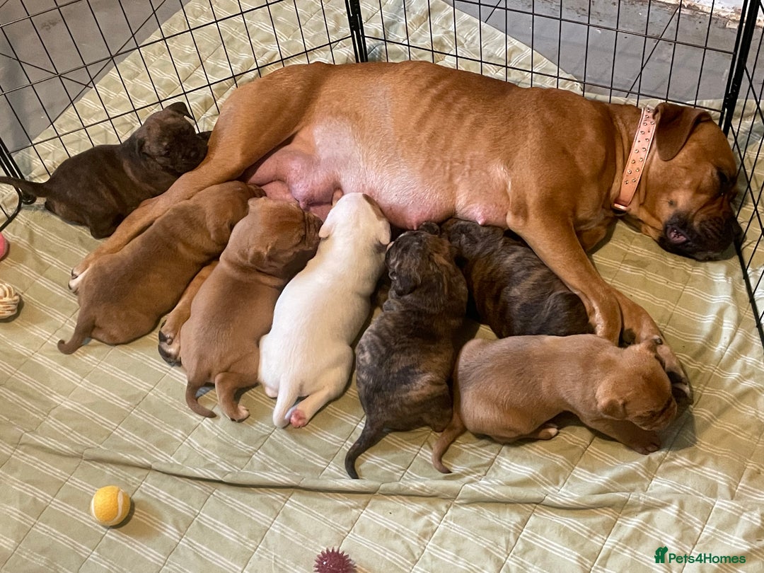 Mixed Breed dogs for sale: Bullmastiff x mixed breed  - Image 1